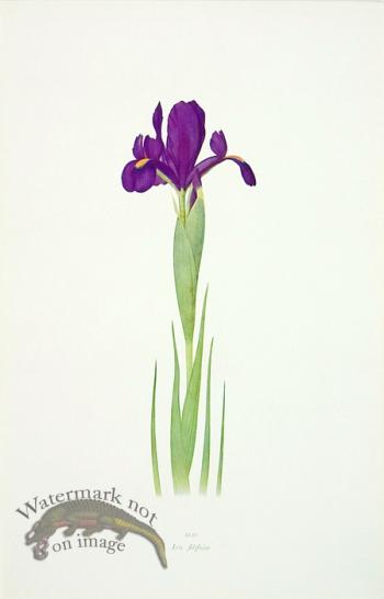 Dykes Iris 09